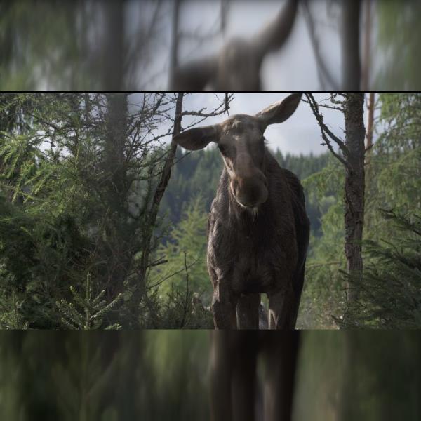 Amoosed: losí odysea
