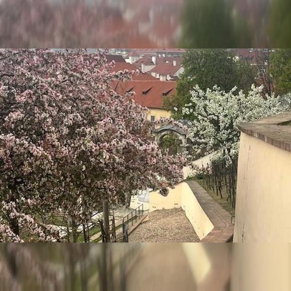 Zelení a zahradami kolem Pražského hradu