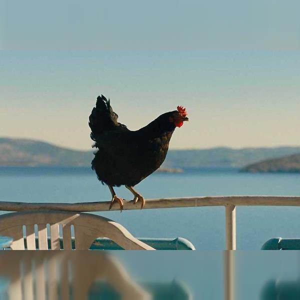 Mental Hygiene of Aleš Stuchlý: Slepice + diskuze s Antonínem Tesařem